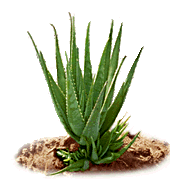 aloe-verygood.jpg